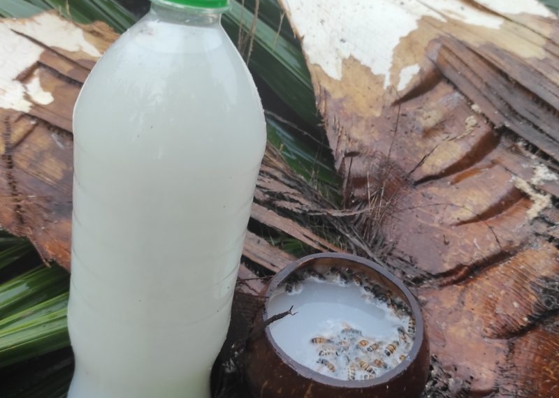 Le vin de palme devient néfaste lorsqu’on ajoute des produits excitants !