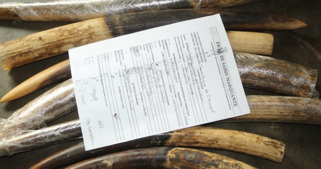 Rith Kanara, un Cambodgien de la Minusca pris la main dans le sac de trafic d’ivoire en RCA