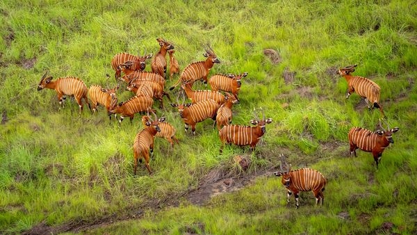 Enfin, l’ONG Américaine «African Parks» présente ses activités après la publication d’une enquête sur la gestion opaque du Parc National Chinko