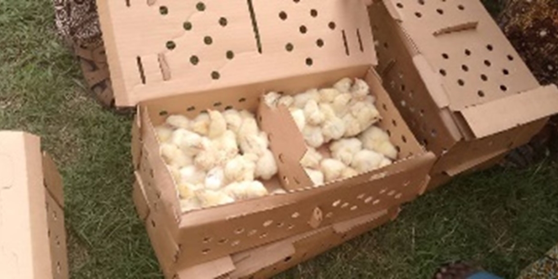 La coopérative des aviculteurs de Centrafrique reçoit 10.000 poussins du projet «PAPEUR-RURAL»