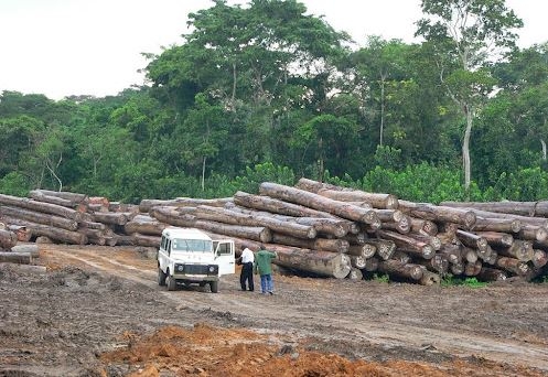 Le gouvernement interdit l’exportation du Bois-Energie et met en place un comité multi-acteur