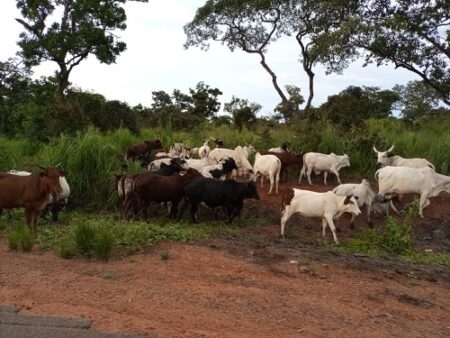 La transhumance pacifique gagne du terrain en raison de nombreux efforts fournis par le gouvernement
