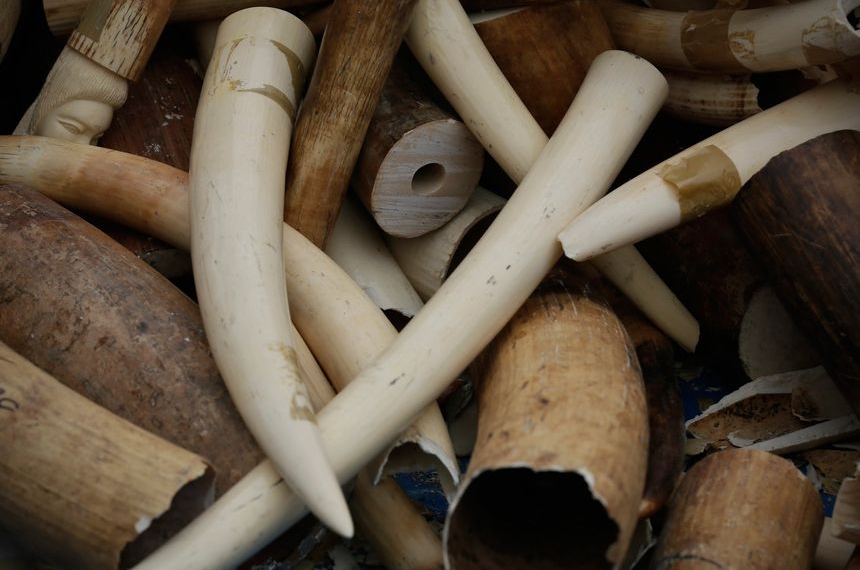 La Minusca impliqué dans la contrebande d’ivoire en RCA