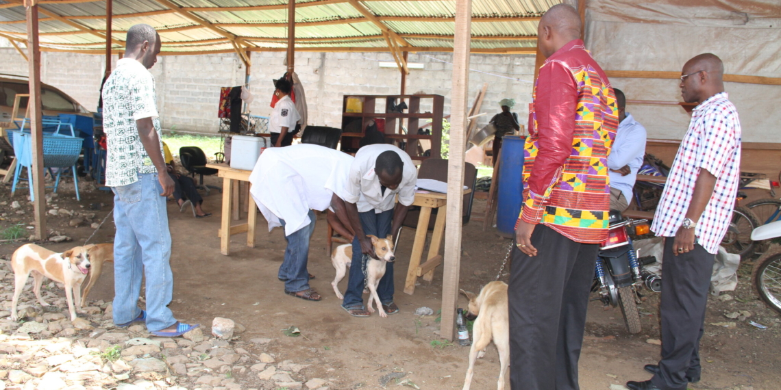 La ville de Bouar accueille la campagne de vaccination gratuite contre la rage