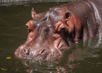 Le gouvernement centrafricain prend des mesures face aux menaces des hippopotames sur la rivière Kotto à Mobaye et l’Ouham