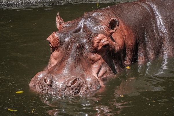 Le gouvernement centrafricain prend des mesures face aux menaces des hippopotames sur la rivière Kotto à Mobaye et l’Ouham