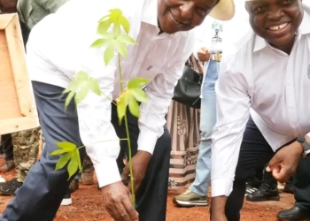 55.550 arbres plantés : Touadéra fait du reboisement un impératif national en Centrafrique