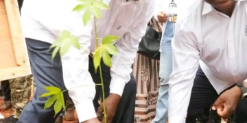 55.550 arbres plantés : Touadéra fait du reboisement un impératif national en Centrafrique